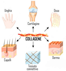 Dove si trova il collagene nel corpo umano? 